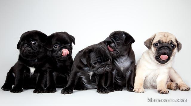 Magnifiques Chiots Carlin Pure Race 