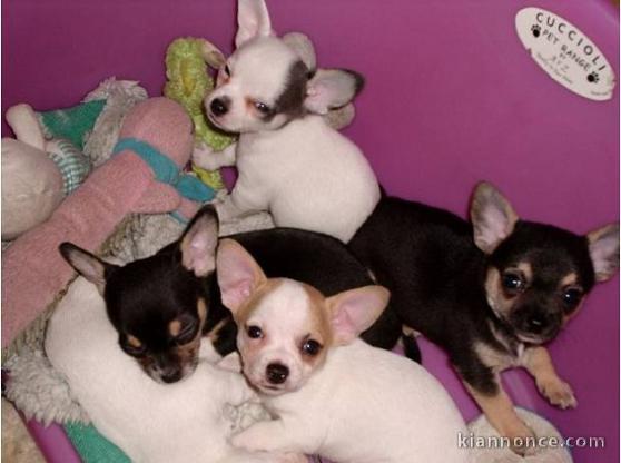  chiot chihuahua a donner