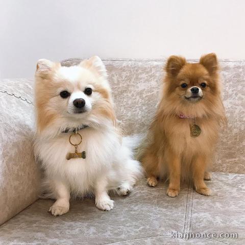 Adorables chiots de Poméranie pour adoption