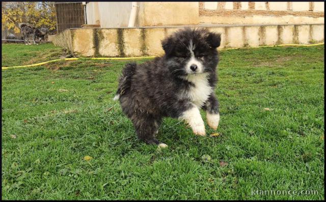 Pour Noel adorable chiot Akita Inu  a donner 