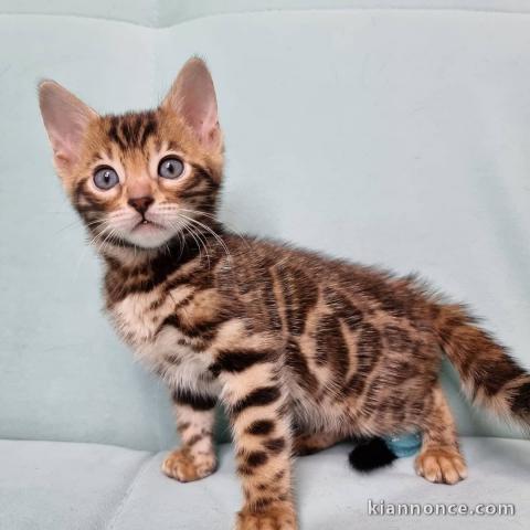 Adorable chaton Bengal à donner gratuitement