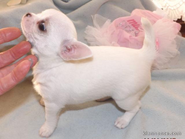 chiot chihuahua en parfait santer