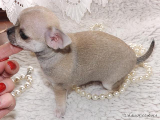 chiot chihuahua pure race disponible