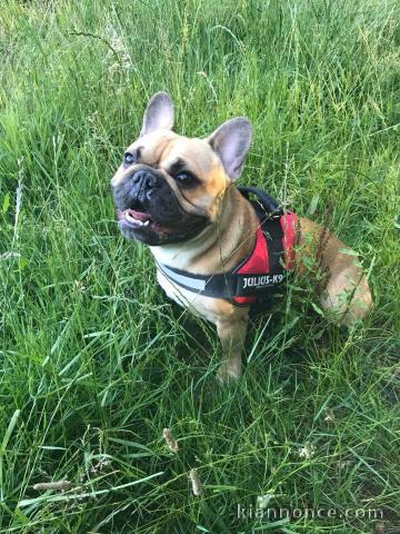 Don Chiot Bouledogue français