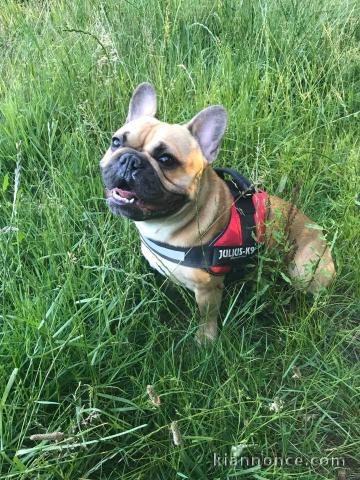 Don Chiot Bouledogue français 