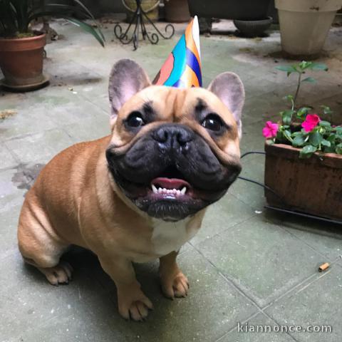 Don Chiot Bouledogue français 