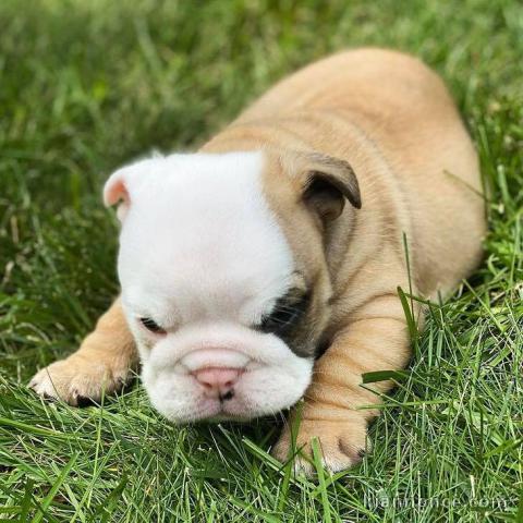 Don Chiot Bouledogue français 