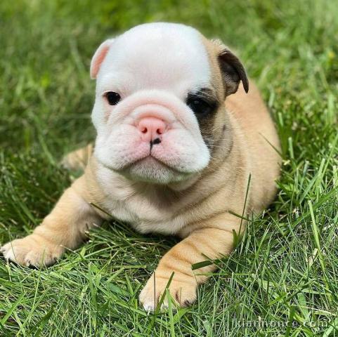 Don Chiot Bouledogue français 