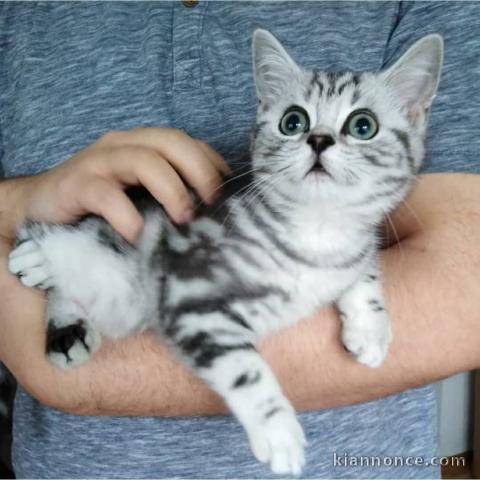 Deux chatons British shorthair tigrés