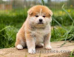 Donation du Chiot Akita Inu