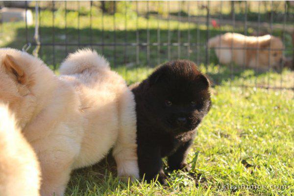 chow chow pour adoption