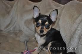 chihuahua pour adoption