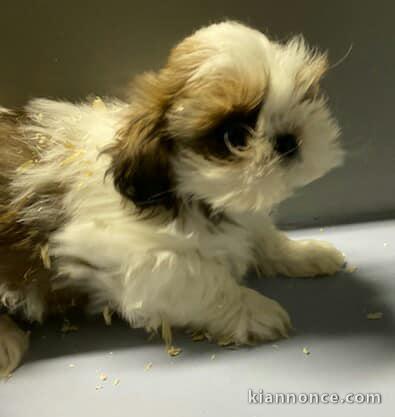 Magnifique  chiot shih tzu  à donner