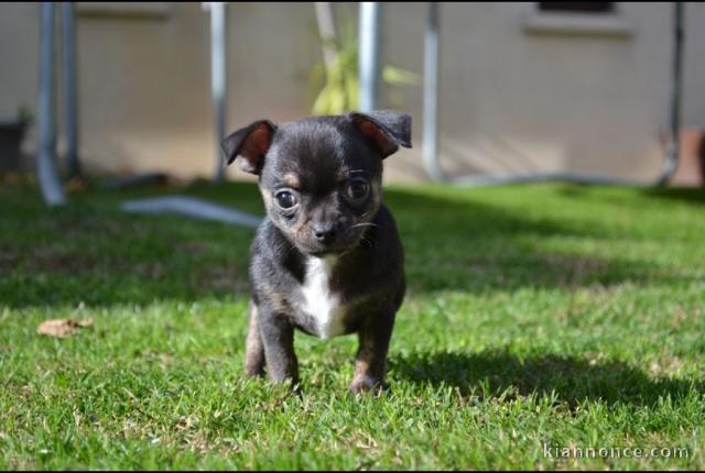 Magnifique  chiot Chihuahua à donner