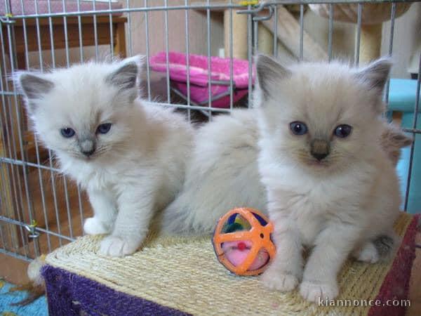 Chaton sacrée de Birmanie à donner contre bon soin 