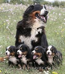 Donation du chiot bouvier bernois