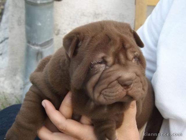 Chiots Shar Pei A DONNER 