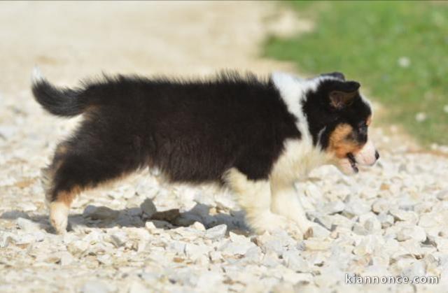 Chiots Berger Australien A?DONNER 