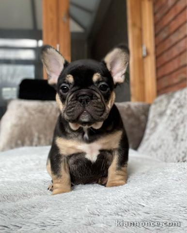  Chiots bouledogue français A DONNER 