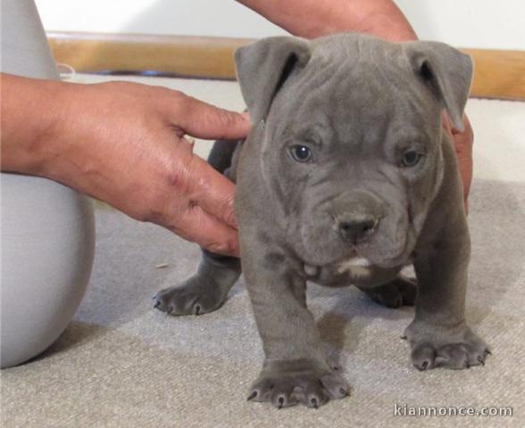 chiot American bully male