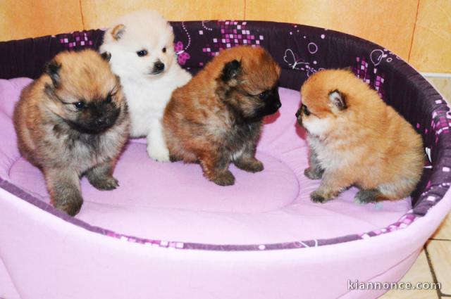 spitz allemand pour famille