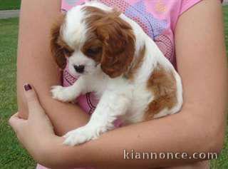 chiot cavalier king a donner