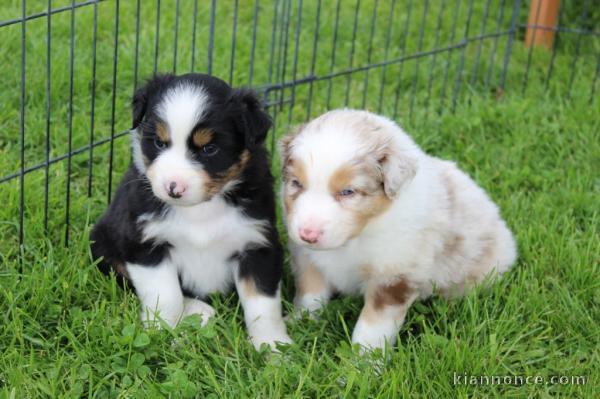 chiot berger australien