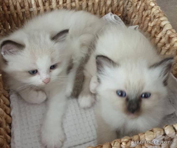 Chatons saré de birmanie