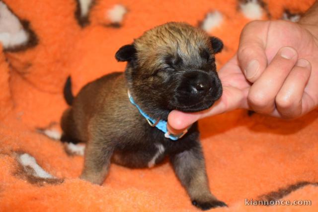 Magnifique chiot Shiba Inu à donner