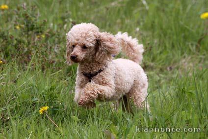 Magnifique  chiot Caniche à donner