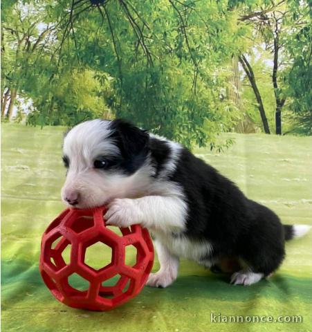 Magnifique  chiot Border Collie  à donner 