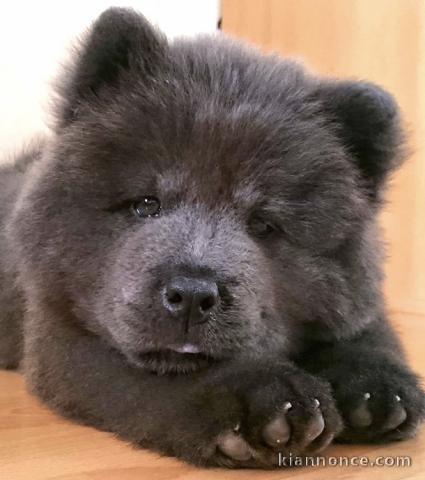 adorables chiot chow chow a donner