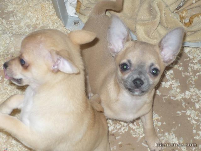 adorables chiot chihuahua a donner