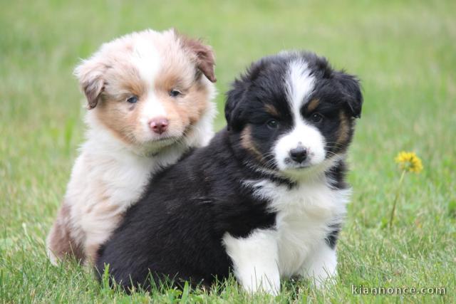 chiots berger australien en dons