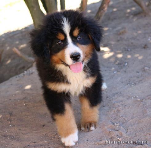 Chiot bouvier bernois  non lof cadeau noel 