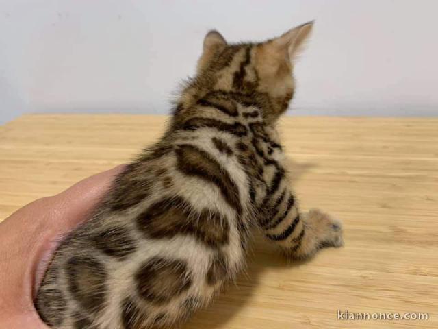 Chatons Bengal nonLoof disponible de suite