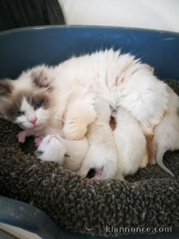 CHATONS RAGDOLL A DONNER 
