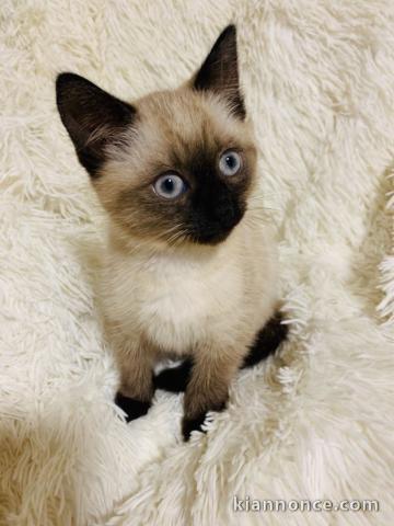 Beau chaton Ragdoll POUR ADOPTION 