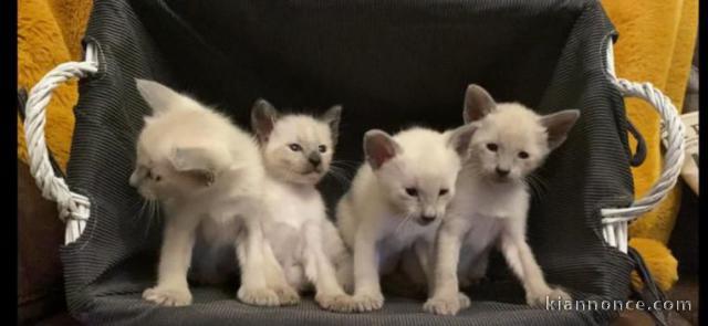 Beaux chatons siamois A DONNER 