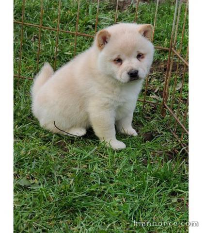 CHIOTS  SHIBA INU LOOF A DONNER