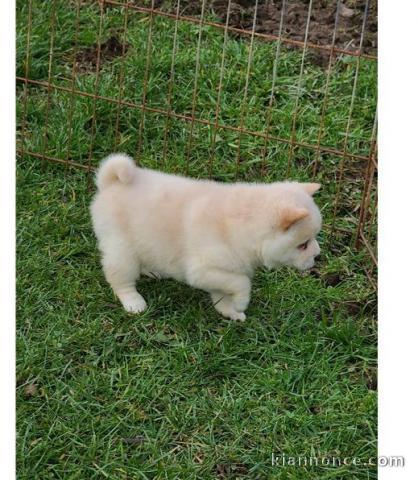 CHIOTS  SHIBA INU LOOF A DONNER