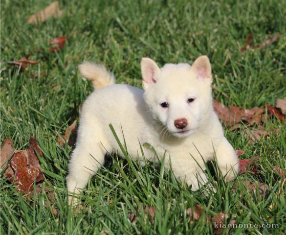 CHIOTS  SHIBA INU LOOF A DONNER