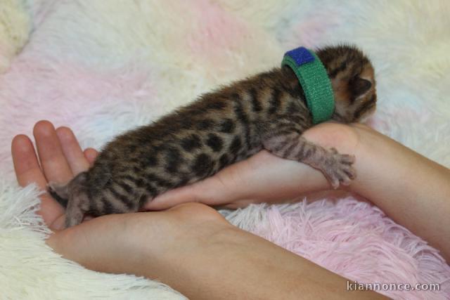 CHATONS BENGAL A DONNER 