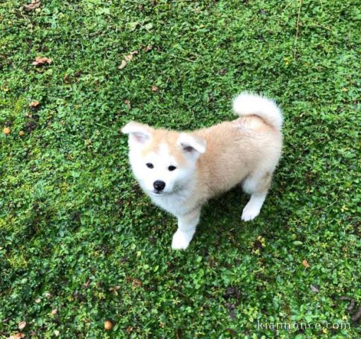 Nortre chiot Akita Inu