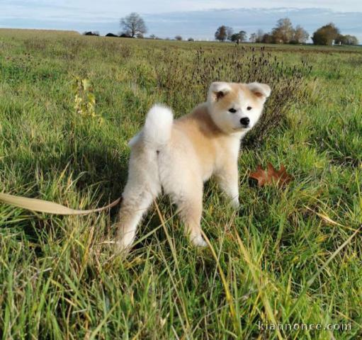 Notre chiot Akita Inu