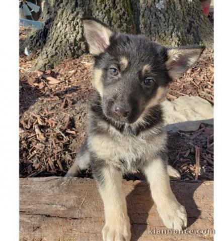 CHIOTS BERGER ALLEMAND A DONNER