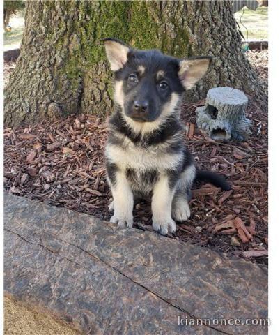 CHIOTS BERGER ALLEMAND A DONNER