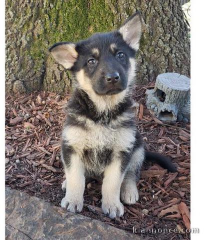 CHIOTS BERGER ALLEMAND A DONNER