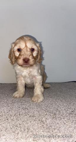 Belle exposition de chiots Cockapoo