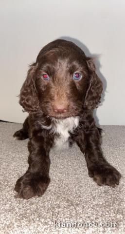 Belle exposition de chiots Cockapoo